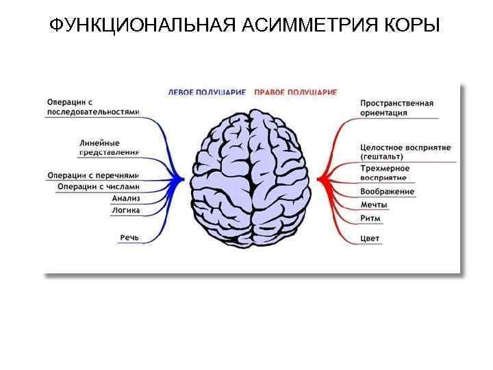 ФУНКЦИОНАЛЬНАЯ АСИММЕТРИЯ КОРЫ 