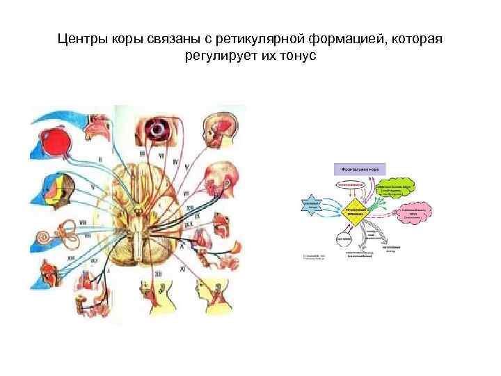 Центры коры связаны с ретикулярной формацией, которая регулирует их тонус 