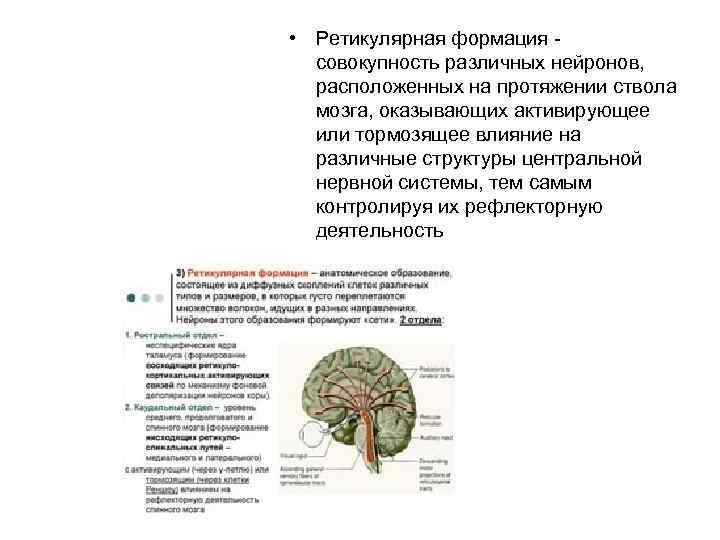  • Ретикулярная формация совокупность различных нейронов, расположенных на протяжении ствола мозга, оказывающих активирующее