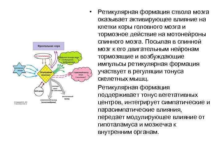  • Ретикулярная формация ствола мозга оказывает активирующее влияние на клетки коры головного мозга