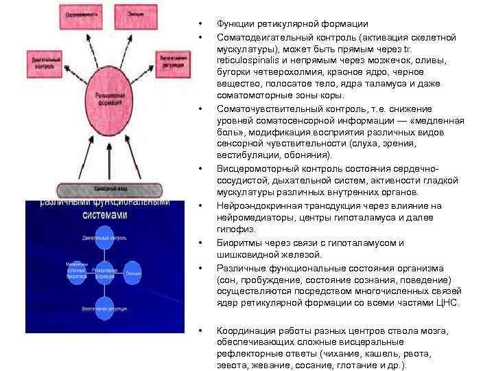  • • Функции ретикулярной формации Соматодвигательный контроль (активация скелетной мускулатуры), может быть прямым