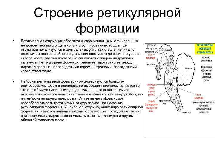 Строение ретикулярной формации • Ретикулярная формация образована совокупностью многочисленных нейронов, лежащих отдельно или сгруппированных