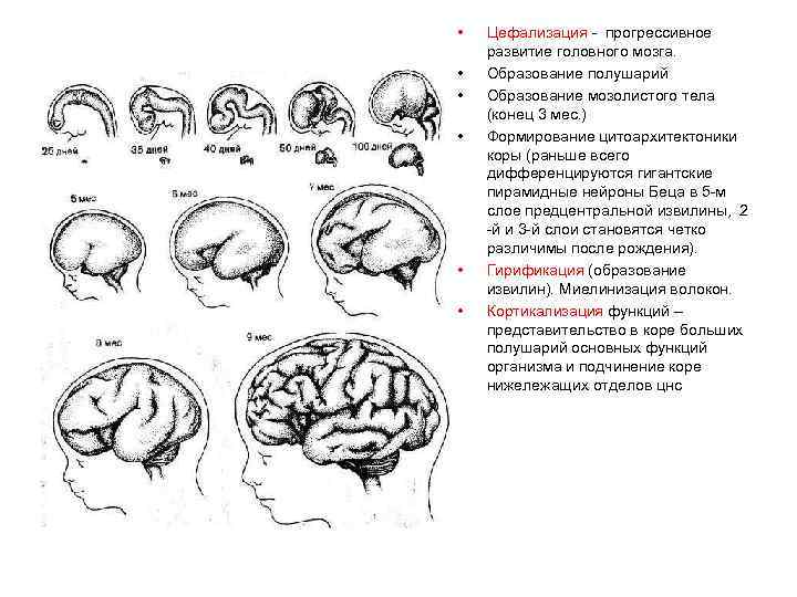  • • • Цефализация - прогрессивное развитие головного мозга. Образование полушарий Образование мозолистого