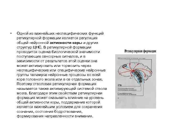  • Одной из важнейших неспецифических функций ретикулярной формации является регуляция общей нейронной активности