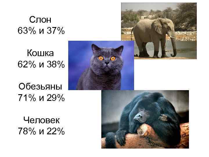 Слон 63% и 37% Кошка 62% и 38% Обезьяны 71% и 29% Человек 78%