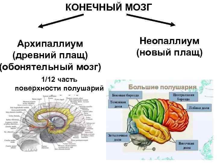 КОНЕЧНЫЙ МОЗГ Архипаллиум (древний плащ) (обонятельный мозг) 1/12 часть поверхности полушарий у человека Неопаллиум