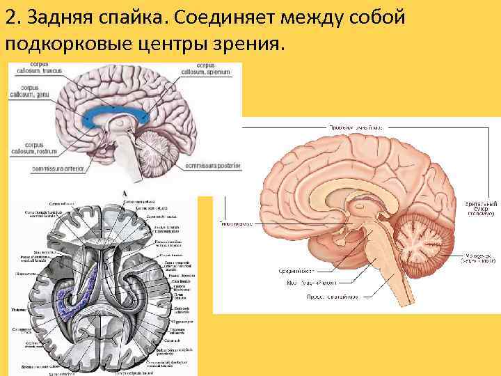 2. Задняя спайка. Соединяет между собой подкорковые центры зрения. 