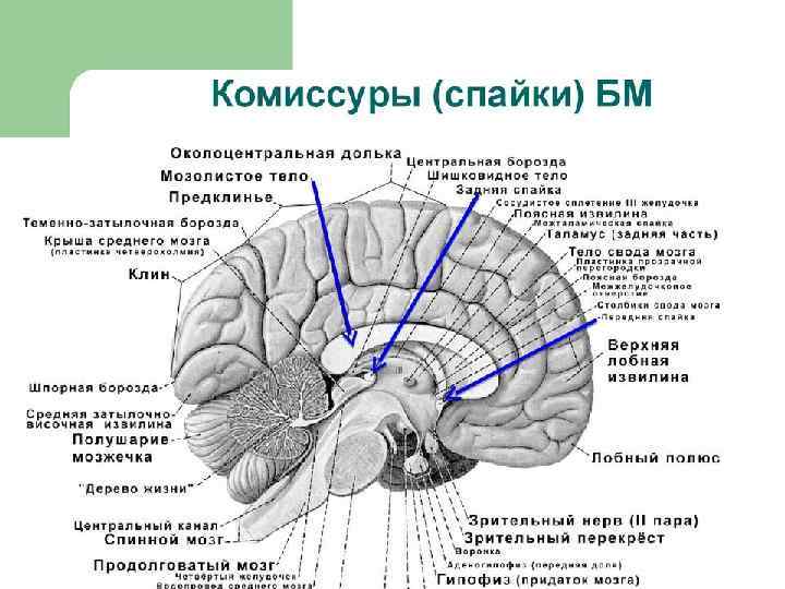 Картинки для развития 2 полушарий мозга