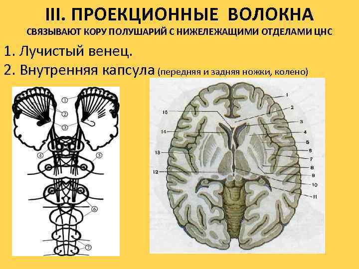 III. ПРОЕКЦИОННЫЕ ВОЛОКНА СВЯЗЫВАЮТ КОРУ ПОЛУШАРИЙ С НИЖЕЛЕЖАЩИМИ ОТДЕЛАМИ ЦНС 1. Лучистый венец. 2.