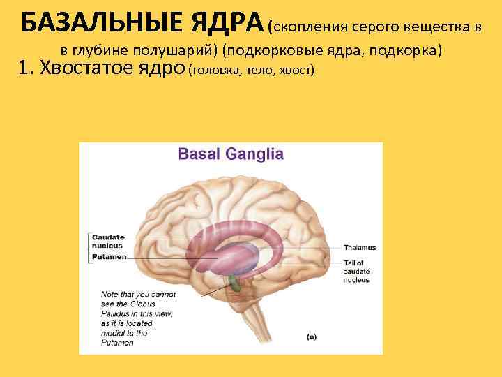 БАЗАЛЬНЫЕ ЯДРА (скопления серого вещества в в глубине полушарий) (подкорковые ядра, подкорка) 1. Хвостатое