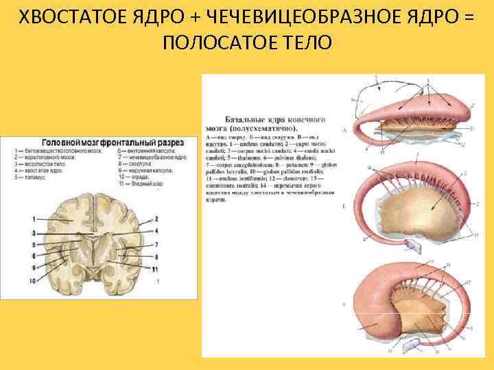 ХВОСТАТОЕ ЯДРО + ЧЕЧЕВИЦЕОБРАЗНОЕ ЯДРО = ПОЛОСАТОЕ ТЕЛО 