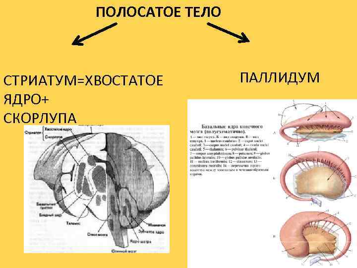 ПОЛОСАТОЕ ТЕЛО СТРИАТУМ=ХВОСТАТОЕ ЯДРО+ СКОРЛУПА ПАЛЛИДУМ 