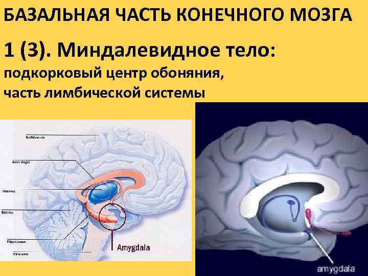 Картинки для развития 2 полушарий мозга