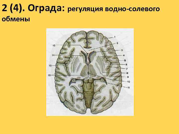 2 (4). Ограда: регуляция водно-солевого обмены 