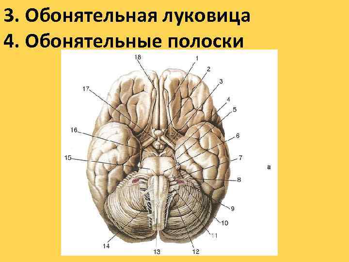 3. Обонятельная луковица 4. Обонятельные полоски 