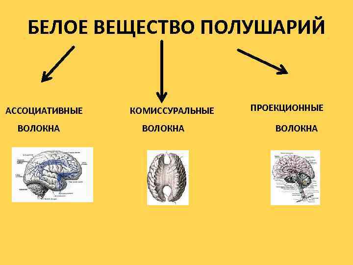 БЕЛОЕ ВЕЩЕСТВО ПОЛУШАРИЙ АССОЦИАТИВНЫЕ ВОЛОКНА КОМИССУРАЛЬНЫЕ ВОЛОКНА ПРОЕКЦИОННЫЕ ВОЛОКНА 