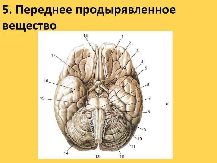 5. Переднее продырявленное вещество 