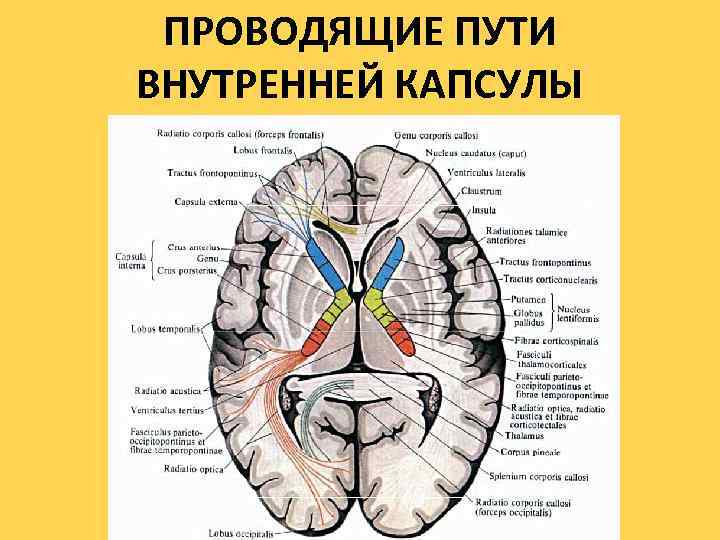 Перенос мозгов калина 1