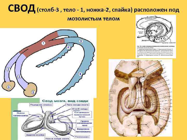 СВОД (столб-3 , тело - 1, ножка-2, спайка) расположен под мозолистым телом 