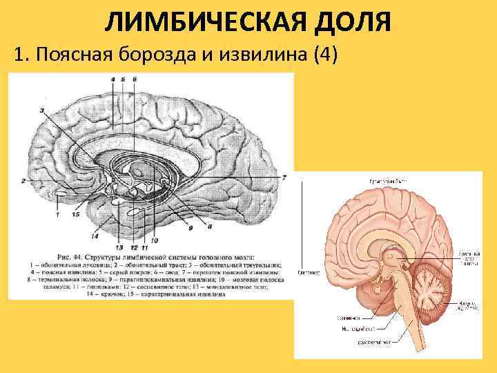 ЛИМБИЧЕСКАЯ ДОЛЯ 1. Поясная борозда и извилина (4) 