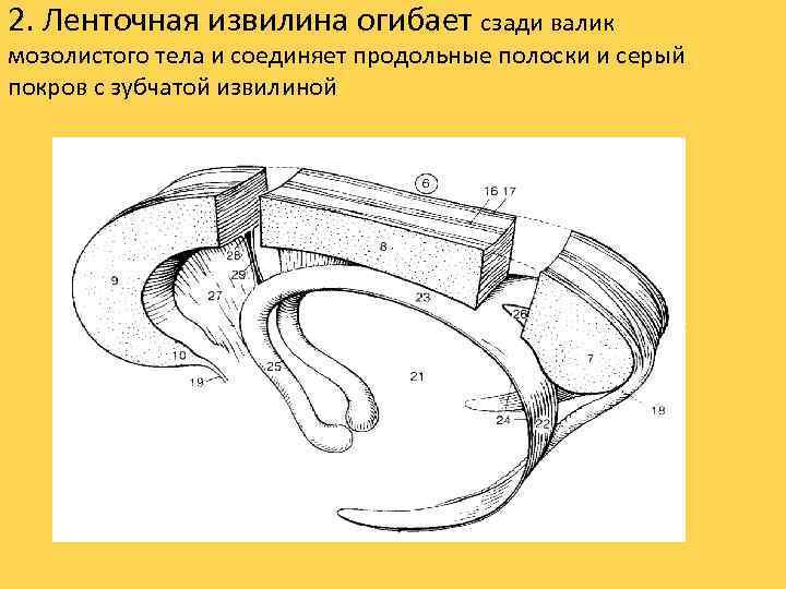 2. Ленточная извилина огибает сзади валик мозолистого тела и соединяет продольные полоски и серый