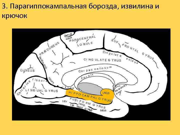 3. Парагиппокампальная борозда, извилина и крючок 