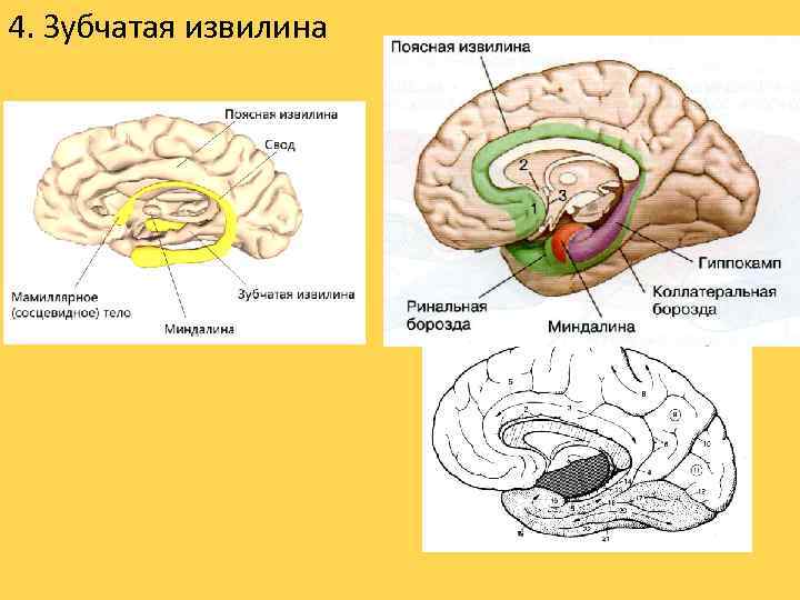 4. Зубчатая извилина 