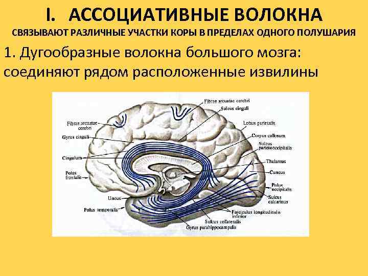 I. АССОЦИАТИВНЫЕ ВОЛОКНА СВЯЗЫВАЮТ РАЗЛИЧНЫЕ УЧАСТКИ КОРЫ В ПРЕДЕЛАХ ОДНОГО ПОЛУШАРИЯ 1. Дугообразные волокна