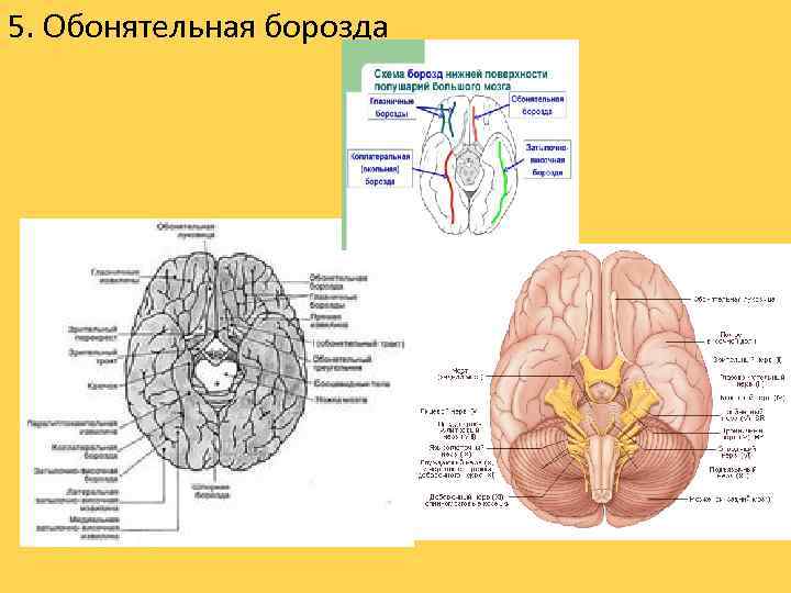 5. Обонятельная борозда 