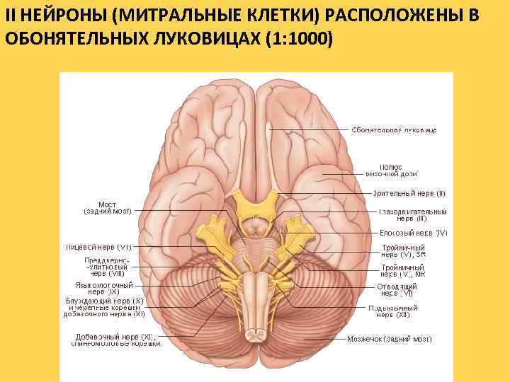 II НЕЙРОНЫ (МИТРАЛЬНЫЕ КЛЕТКИ) РАСПОЛОЖЕНЫ В ОБОНЯТЕЛЬНЫХ ЛУКОВИЦАХ (1: 1000) 