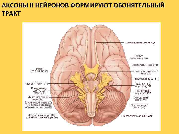 АКСОНЫ II НЕЙРОНОВ ФОРМИРУЮТ ОБОНЯТЕЛЬНЫЙ ТРАКТ 