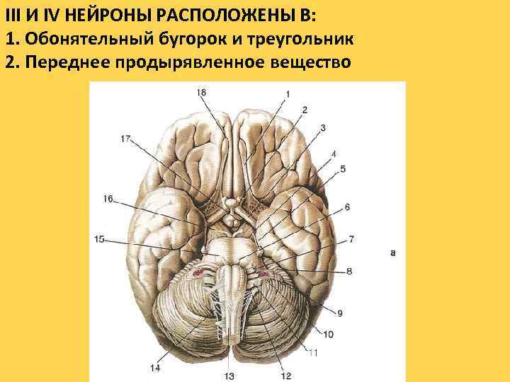 III И IV НЕЙРОНЫ РАСПОЛОЖЕНЫ В: 1. Обонятельный бугорок и треугольник 2. Переднее продырявленное