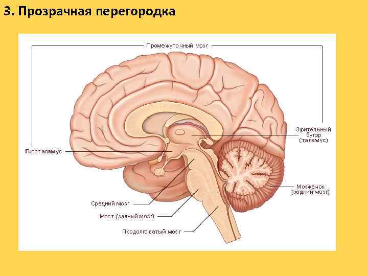 3. Прозрачная перегородка 