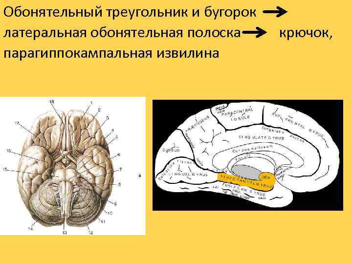 Обонятельный треугольник и бугорок латеральная обонятельная полоска парагиппокампальная извилина крючок, 