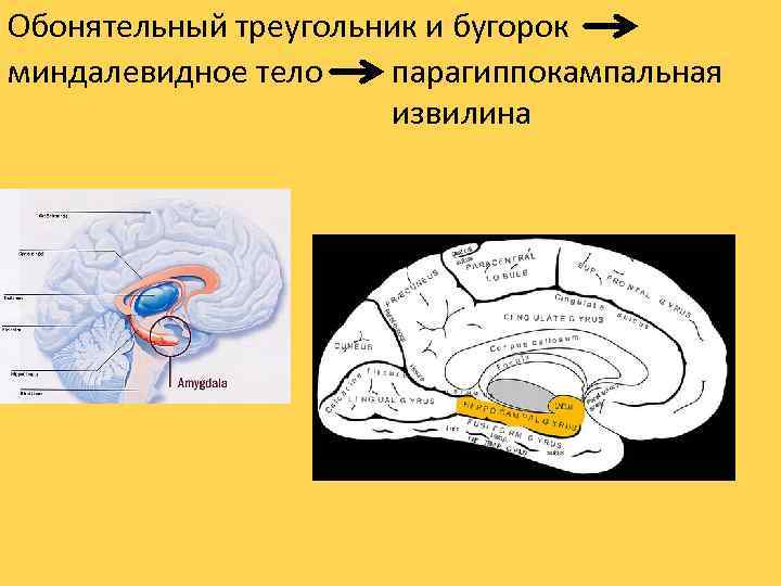 Обонятельный треугольник и бугорок парагиппокампальная миндалевидное тело извилина 