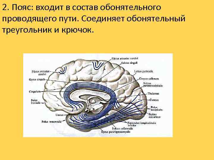 2. Пояс: входит в состав обонятельного проводящего пути. Соединяет обонятельный треугольник и крючок. 