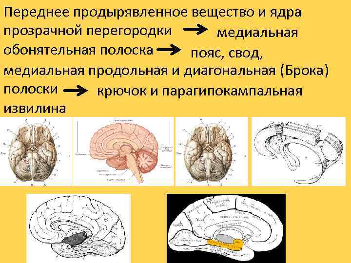 Переднее продырявленное вещество и ядра прозрачной перегородки медиальная обонятельная полоска пояс, свод, медиальная продольная