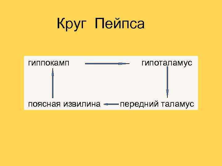 Круг Пейпса гиппокамп поясная извилина гипоталамус передний таламус 