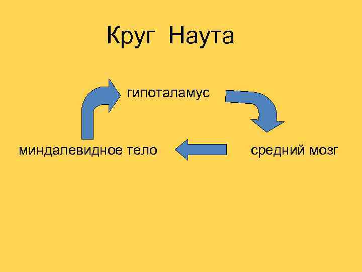 Круг Наута гипоталамус миндалевидное тело средний мозг 