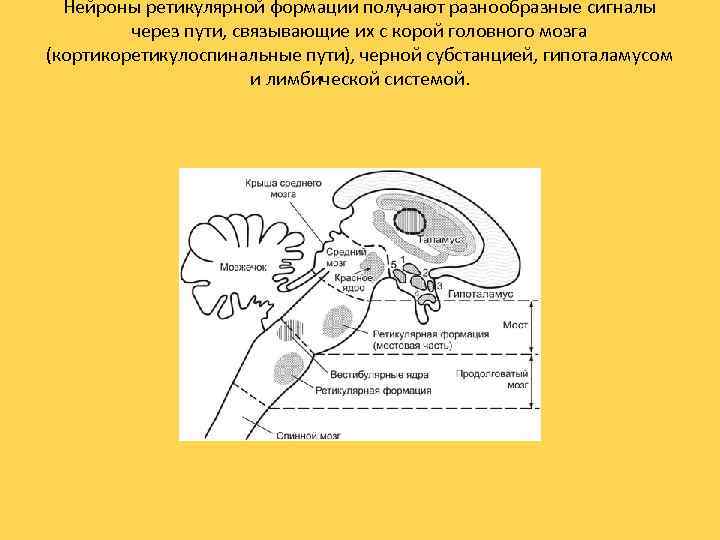 Нейроны ретикулярной формации получают разнообразные сигналы через пути, связывающие их с корой головного мозга