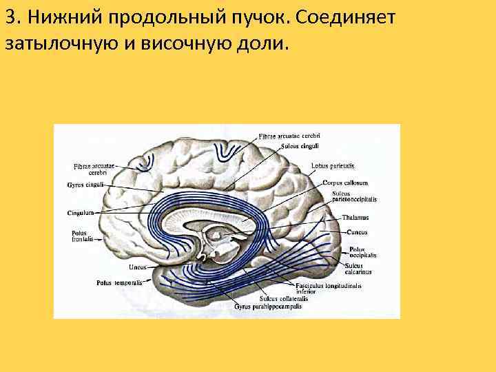 3. Нижний продольный пучок. Соединяет затылочную и височную доли. 