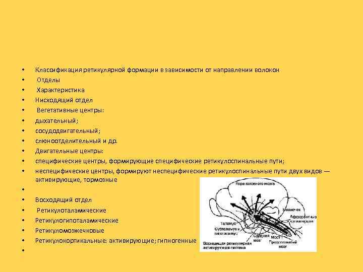  • • • • • Классификация ретикулярной формации в зависимости от направлении волокон