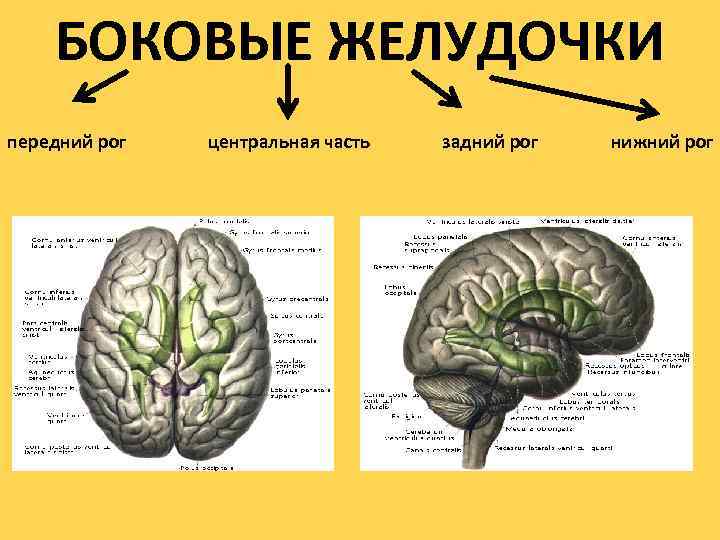 БОКОВЫЕ ЖЕЛУДОЧКИ передний рог центральная часть задний рог нижний рог 