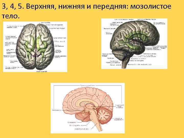 3, 4, 5. Верхняя, нижняя и передняя: мозолистое тело. 