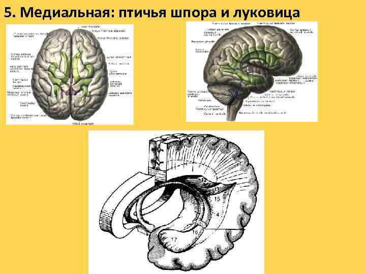 5. Медиальная: птичья шпора и луковица 