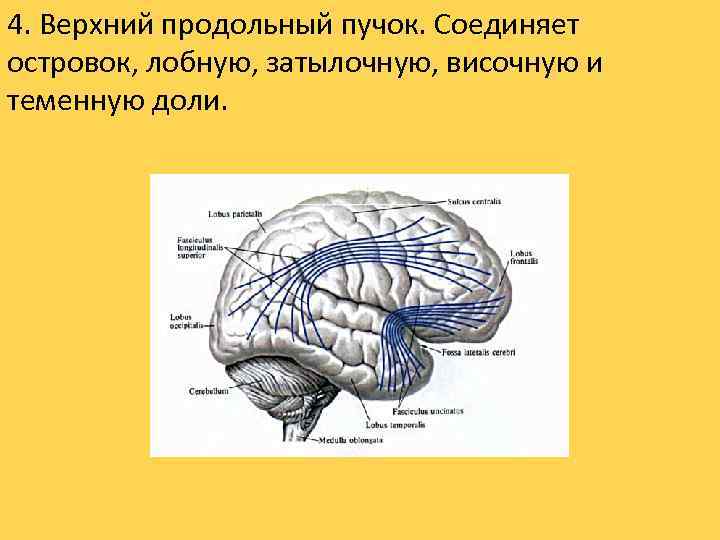 4. Верхний продольный пучок. Соединяет островок, лобную, затылочную, височную и теменную доли. 