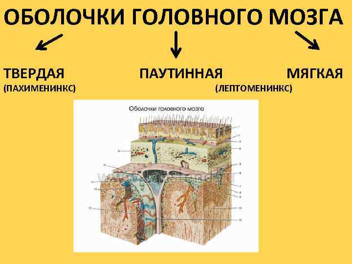 ОБОЛОЧКИ ГОЛОВНОГО МОЗГА ТВЕРДАЯ (ПАХИМЕНИНКС) ПАУТИННАЯ МЯГКАЯ (ЛЕПТОМЕНИНКС) 