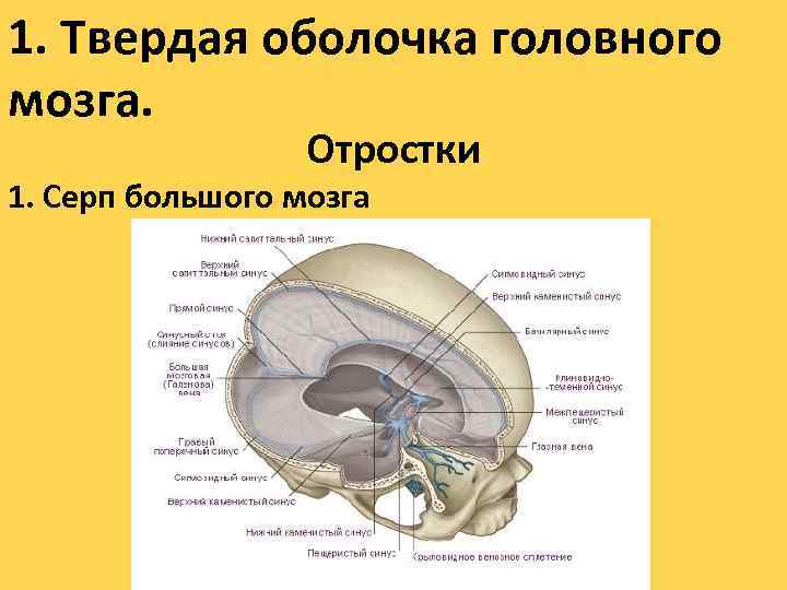 1. Твердая оболочка головного мозга. Отростки 1. Серп большого мозга 