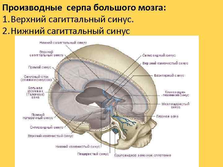 Производные серпа большого мозга: 1. Верхний сагиттальный синус. 2. Нижний сагиттальный синус 