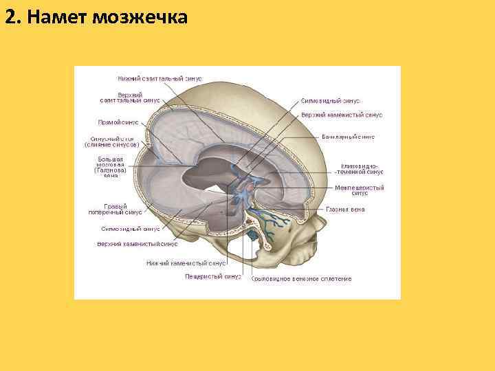 2. Намет мозжечка 